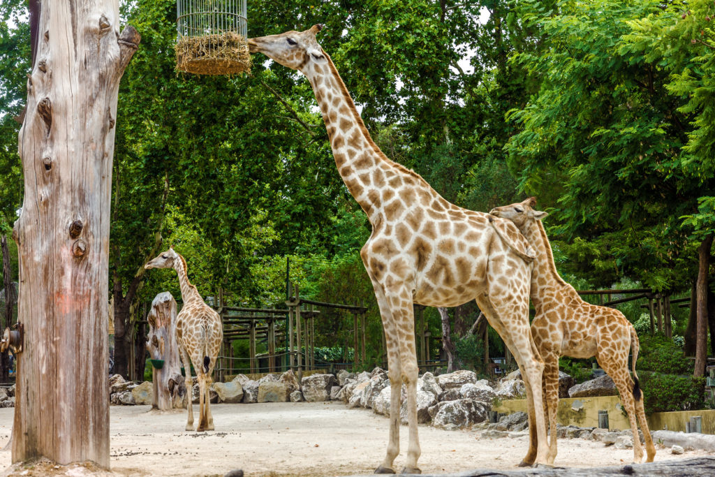 Lisbon Zoo